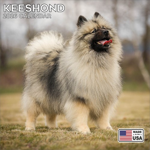 Keeshond calendar 2026 dog - keeshond,
